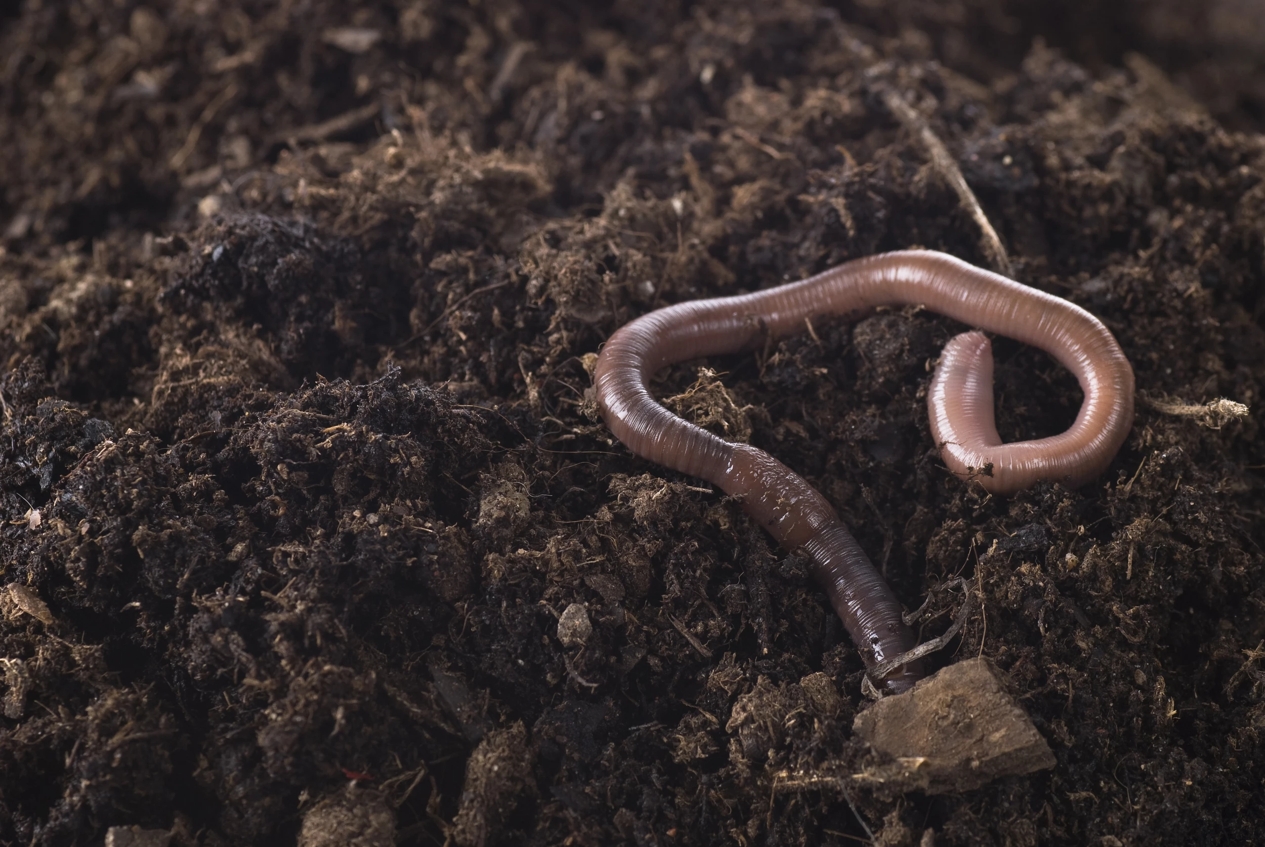 Closeup of an earthworm in the dirt