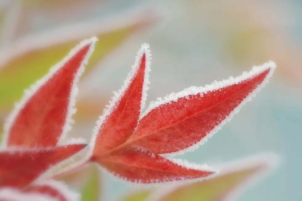 Frost Advisories Issued For Parts Of New York State