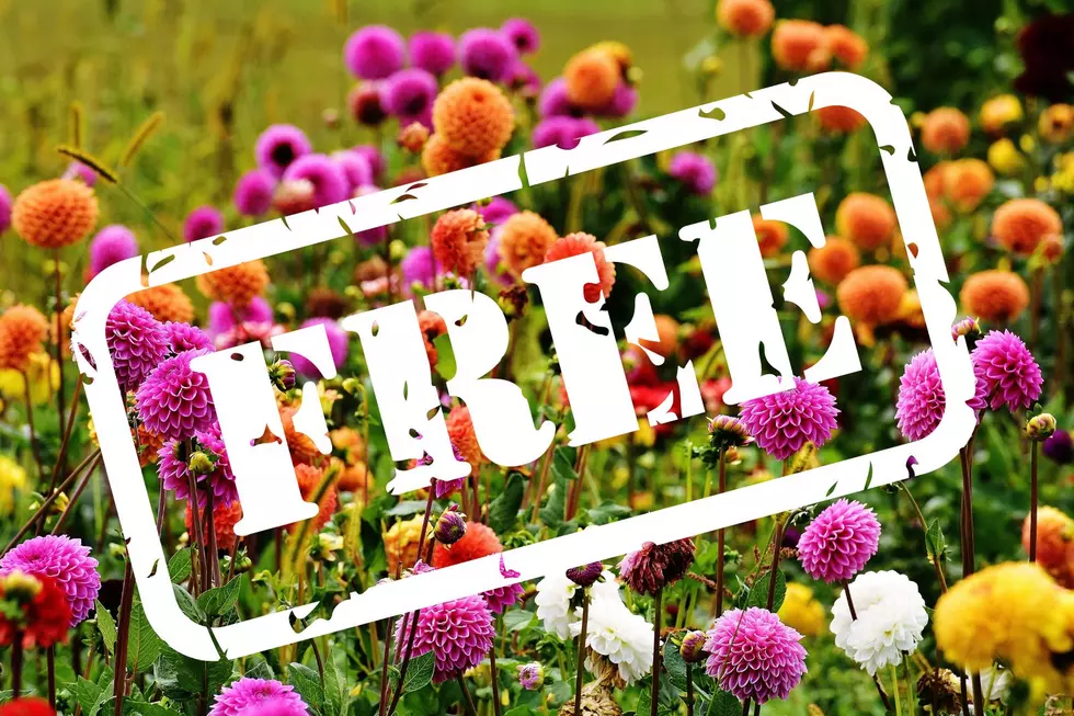 Free Flowers Being Given Away In Buffalo