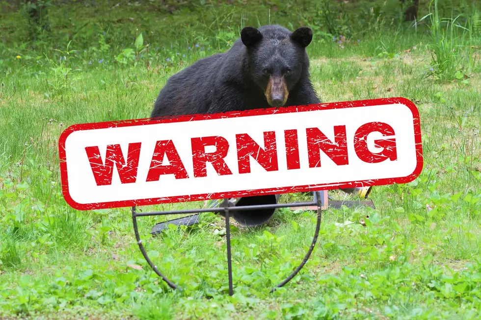Urgent Bear Warning For All Of New York