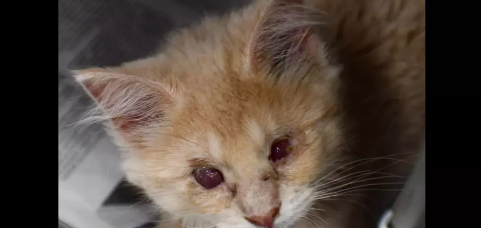 This Blind Kitten Is Having Trouble Finding Loving Home at the Niagara SPCA