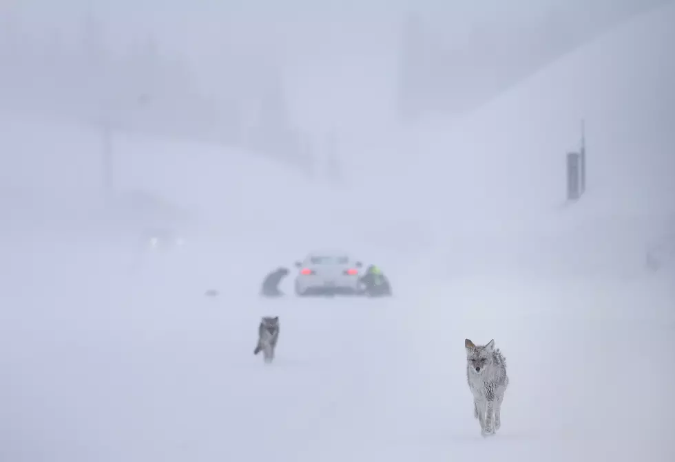 Snowy Weather Leads To More Sightings Of This Dangerous Animal In New York