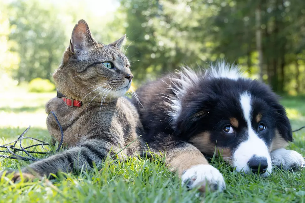 Get Your Pet’s Rabies Shots For Free In Western New York