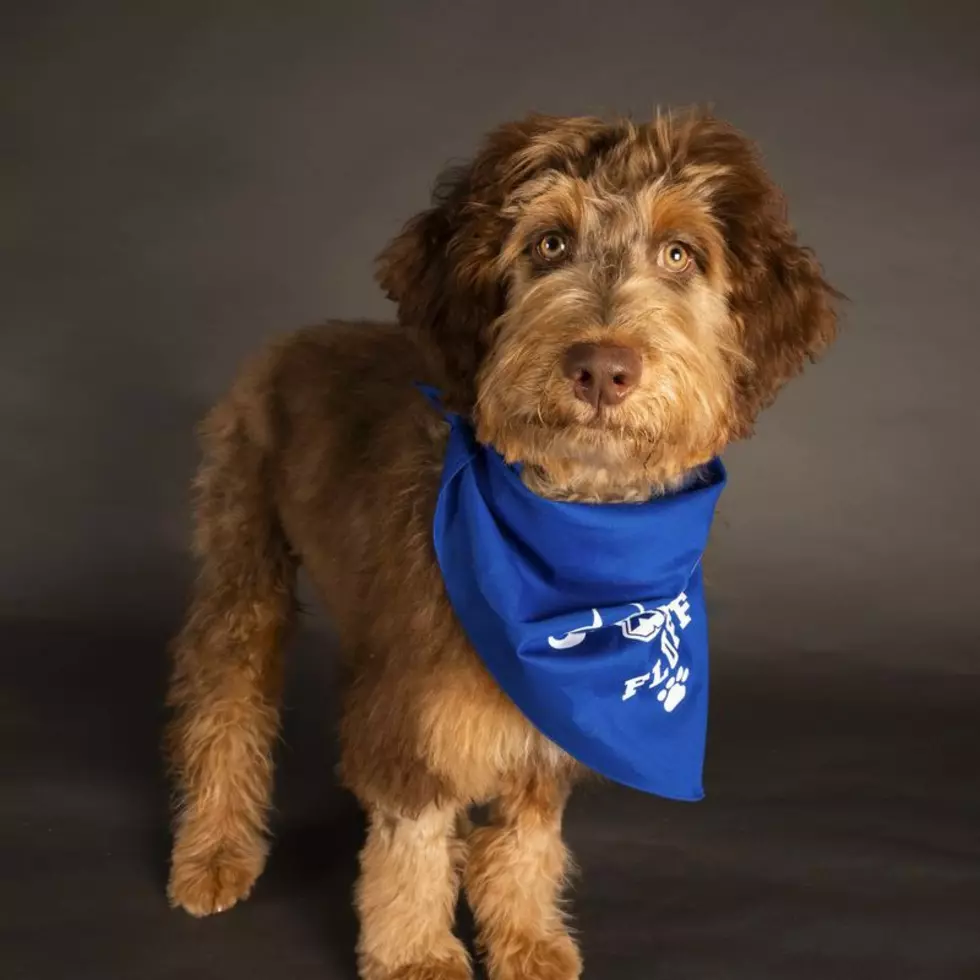 Meet The Adorable & Adoptable NY Furry Friends In The 2022 Puppy Bowl